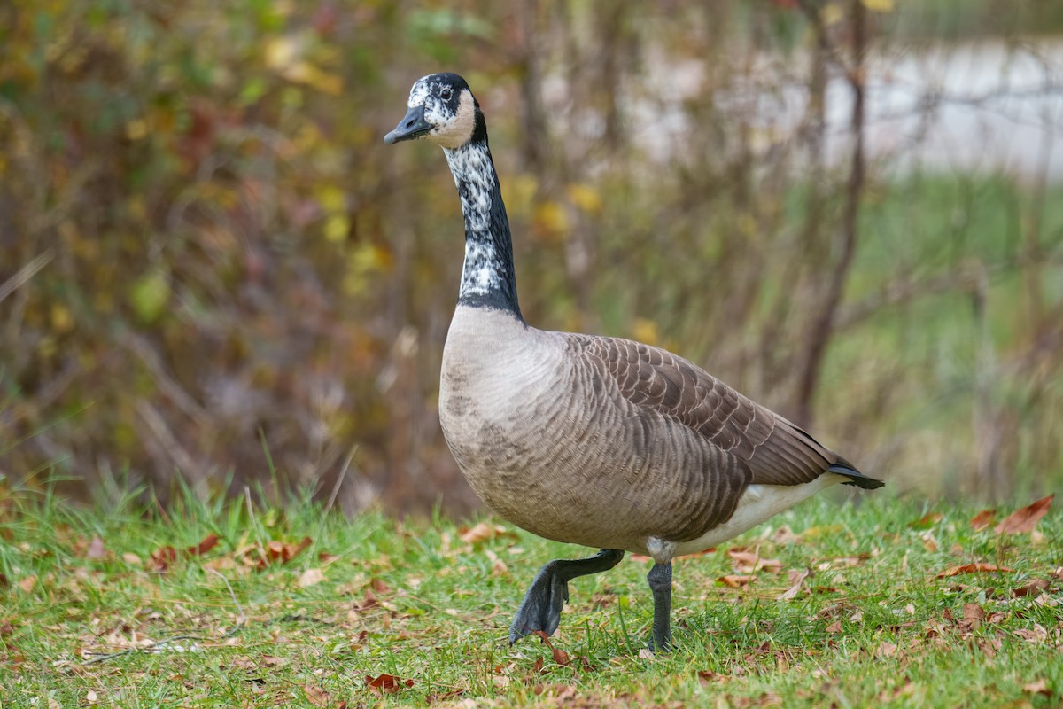 Канад галуу - ML644681438