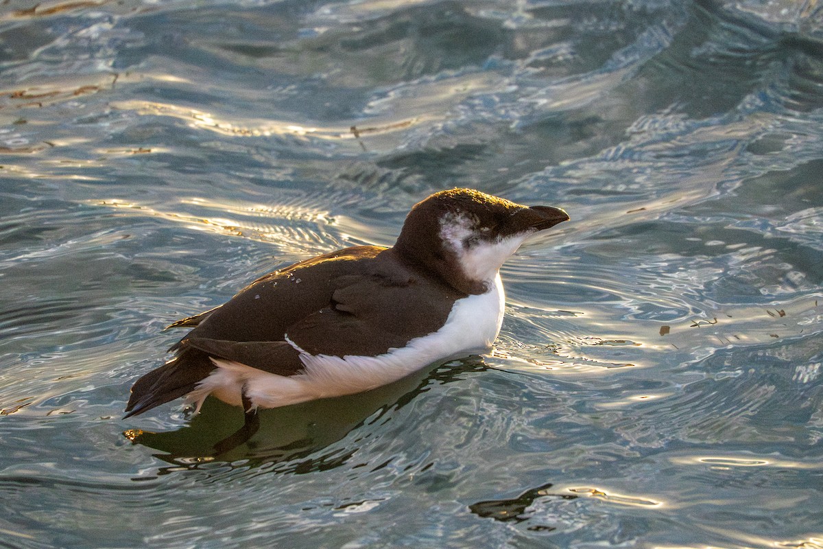 Razorbill - ML644681439