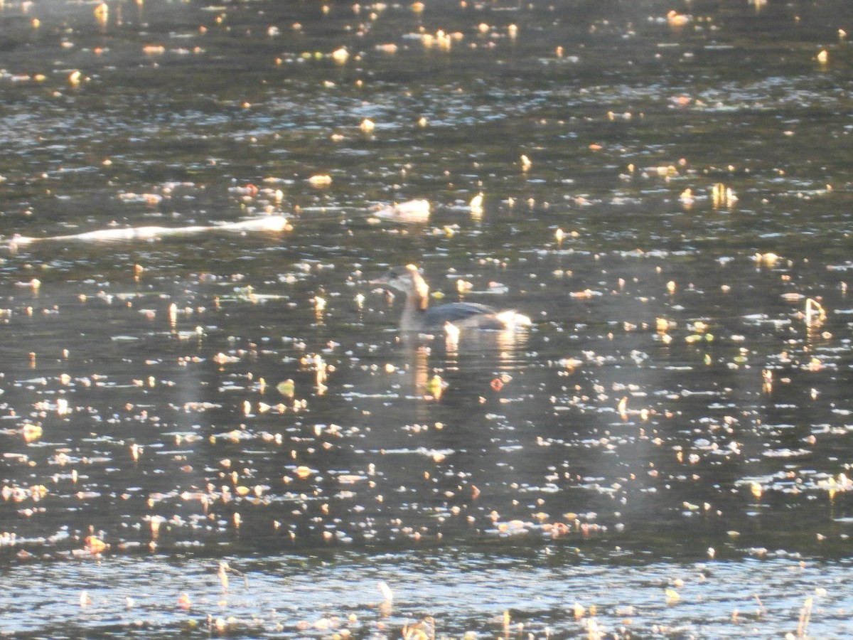 Пірникоза рябодзьоба - ML644681458