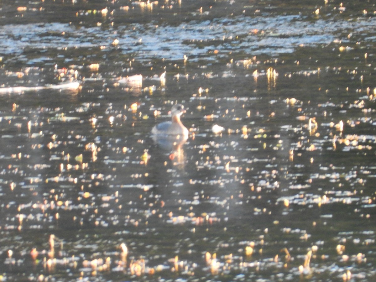 Пірникоза рябодзьоба - ML644681459