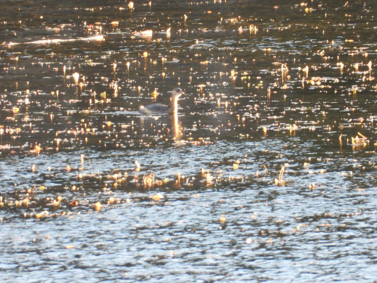 Пірникоза рябодзьоба - ML644681461