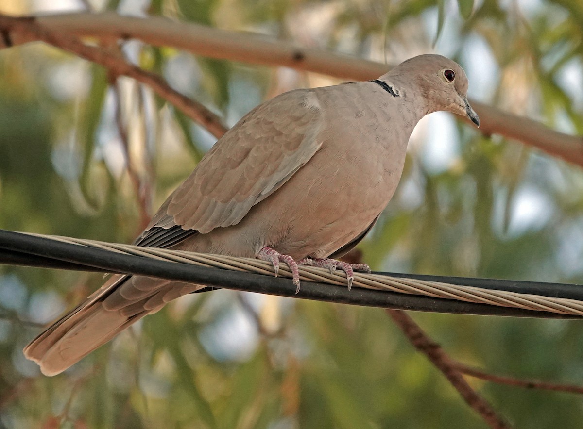 Tórtola Turca - ML644681463