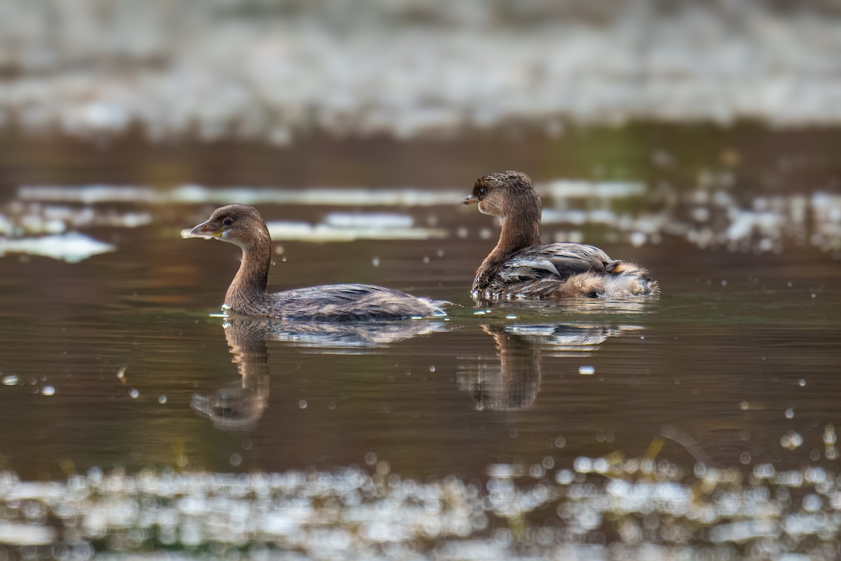 Zampullín Picogrueso - ML644681467