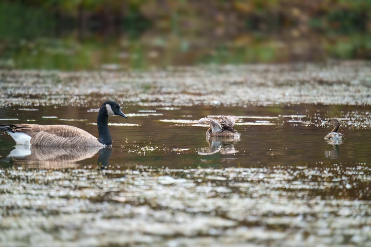 Zampullín Picogrueso - ML644681469