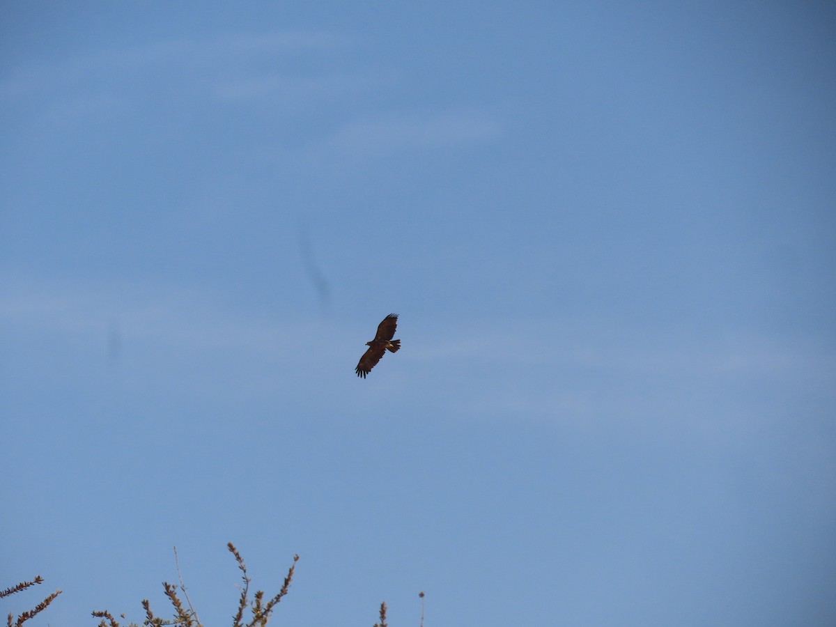 Águila Rapaz - ML644681470