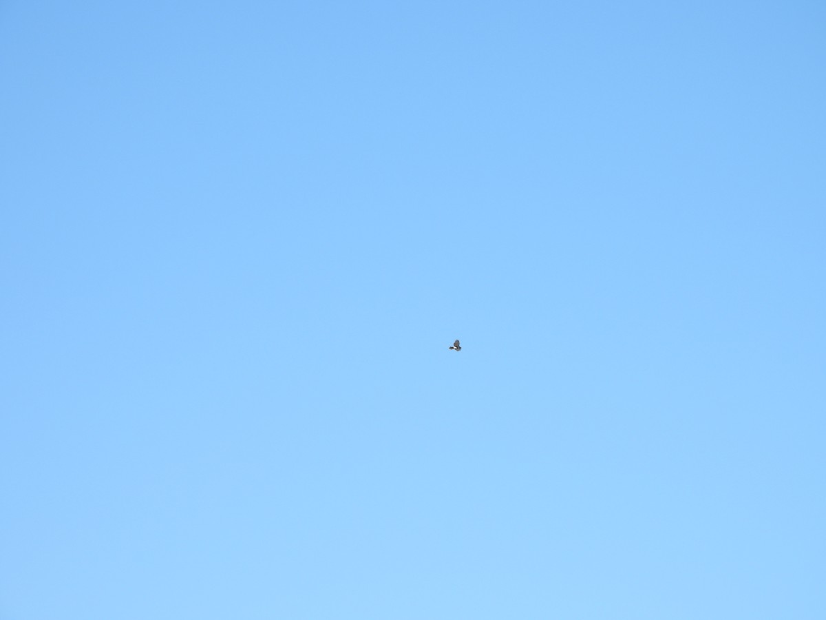 Busardo Colirrojo - ML644681471