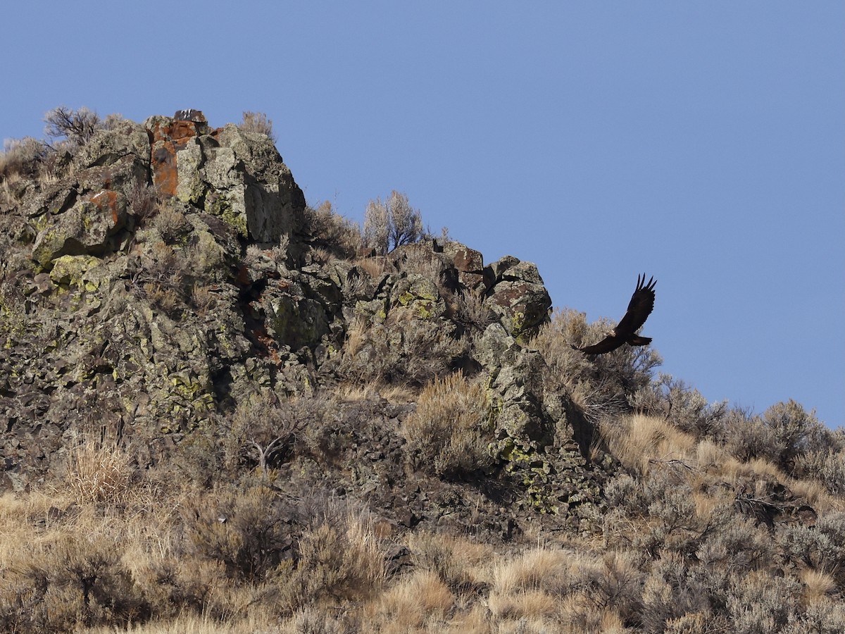 Golden Eagle - ML644681473