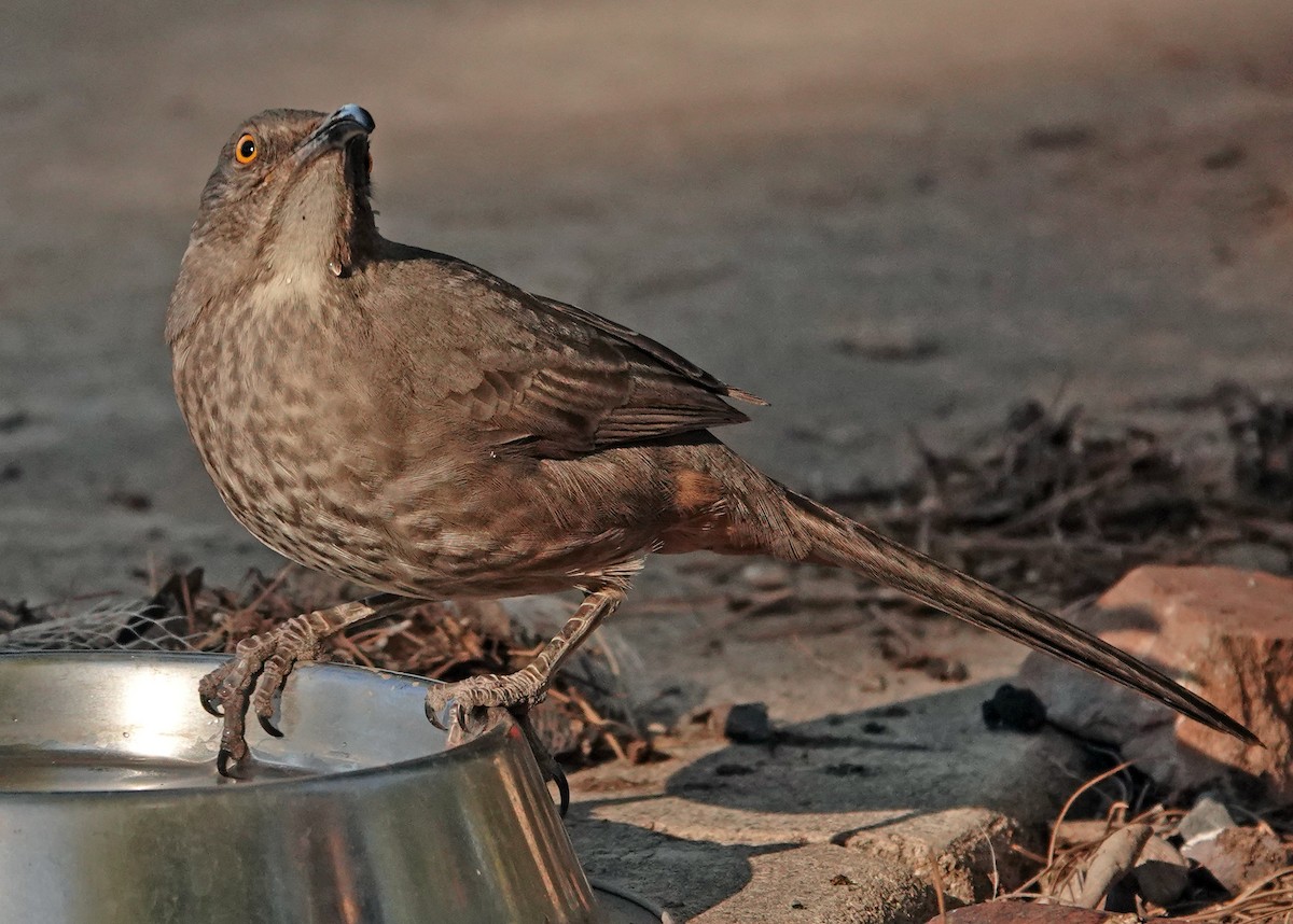 Cuitlacoche Piquicurvo - ML644681475