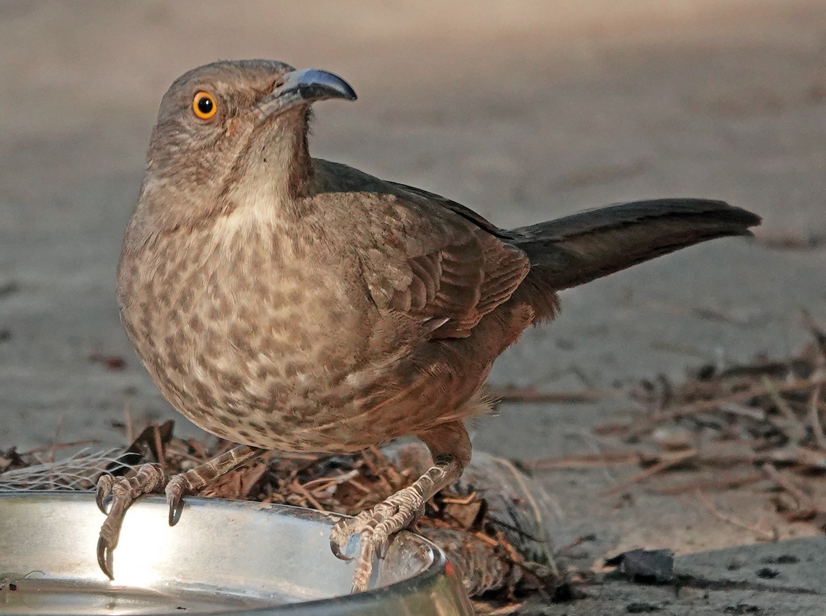 Cuitlacoche Piquicurvo - ML644681476