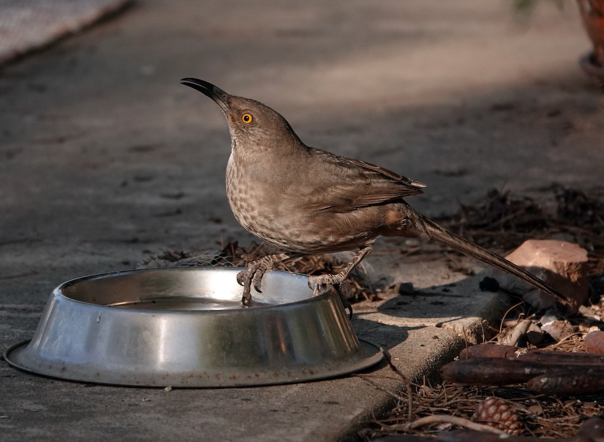 Cuitlacoche Piquicurvo - ML644681477