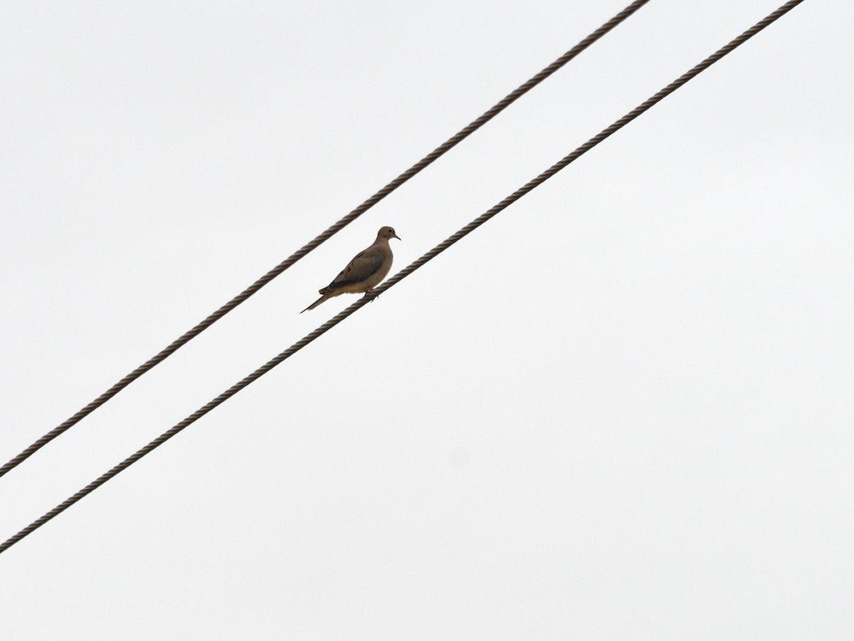 Zenaida Huilota - ML644681478