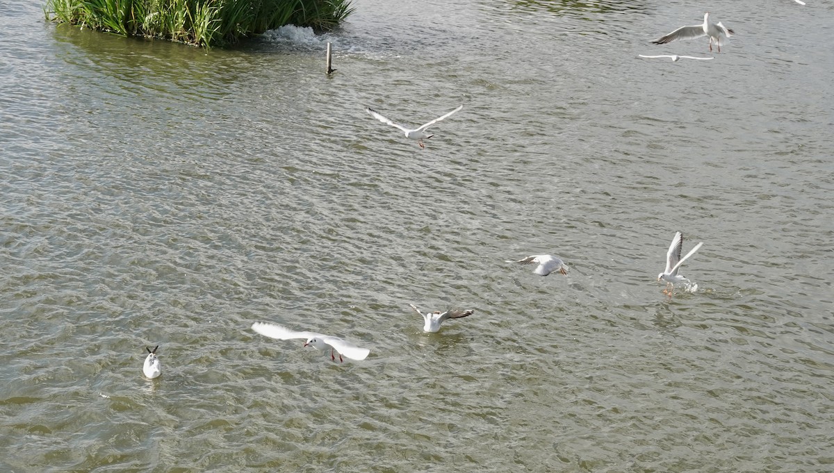 Gaviota Reidora - ML644681479