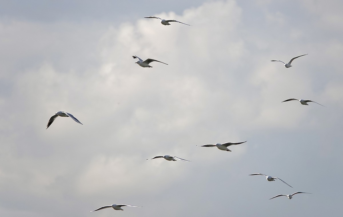 Gaviota Reidora - ML644681480