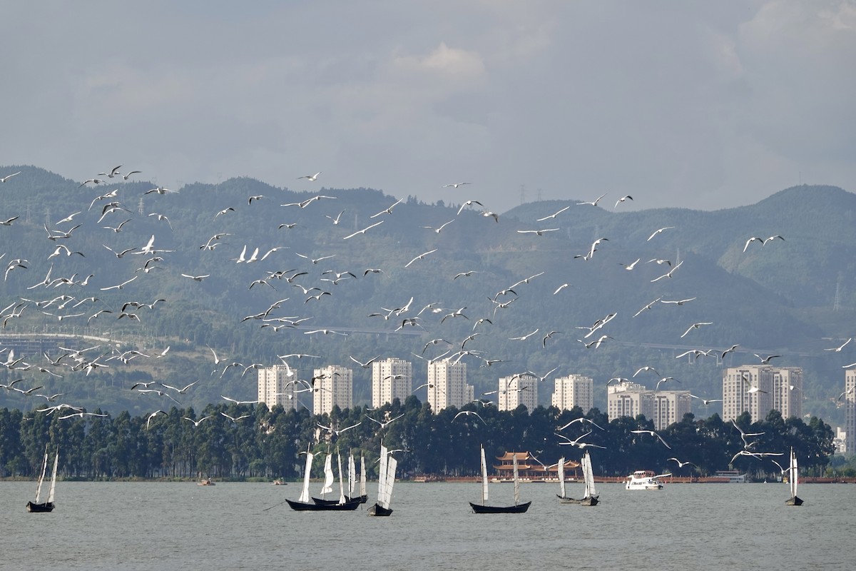 Gaviota Reidora - ML644681481