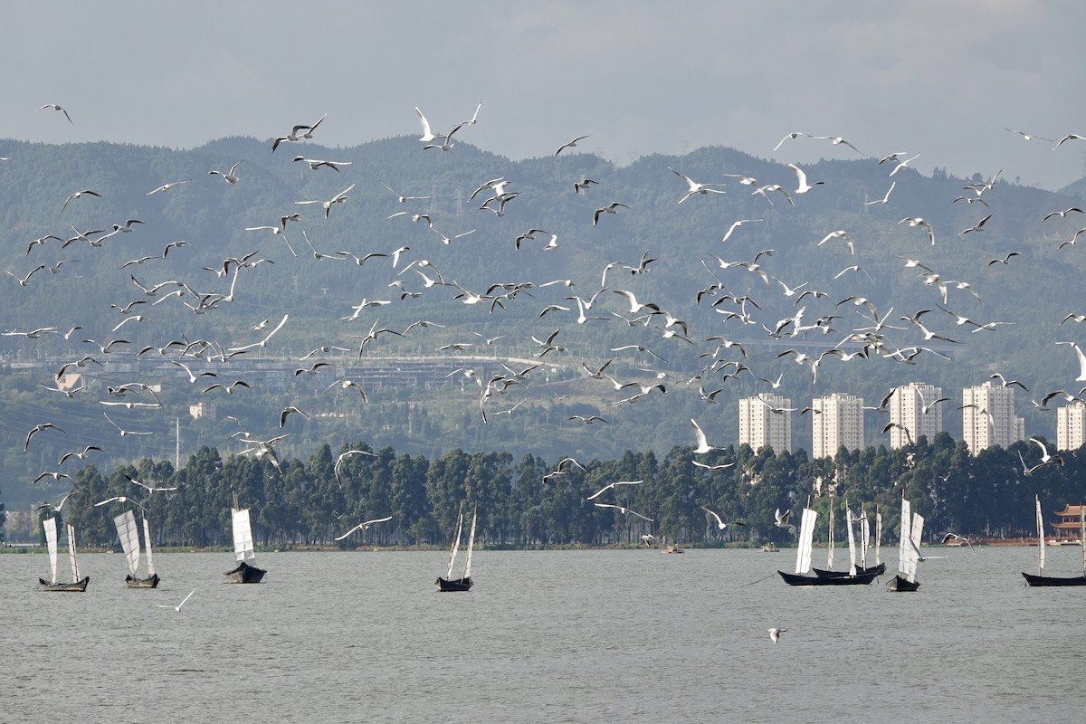 Gaviota Reidora - ML644681482