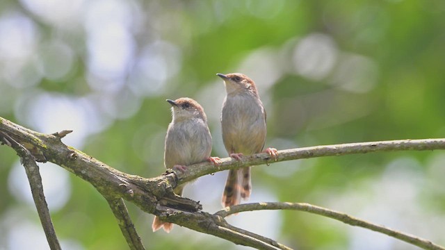 Cistícola de Hunter - ML644681484