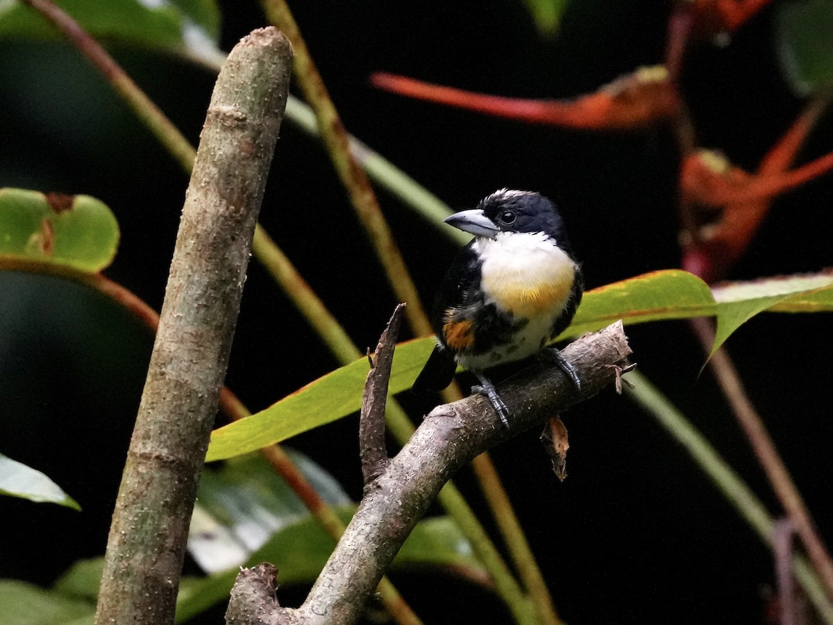 Cabezón Pechiblanco - ML644681485