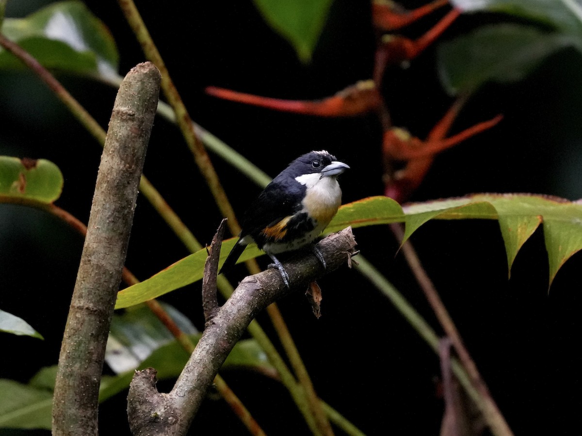 Cabezón Pechiblanco - ML644681486