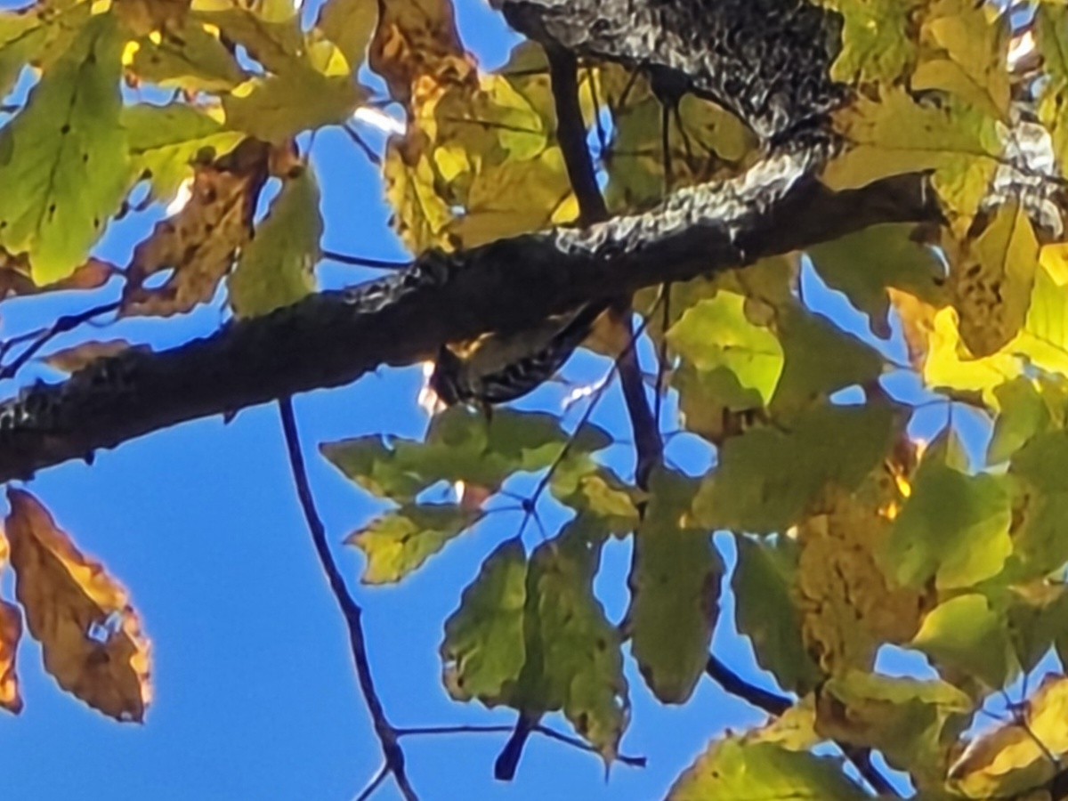 Pico Pubescente - ML644681487