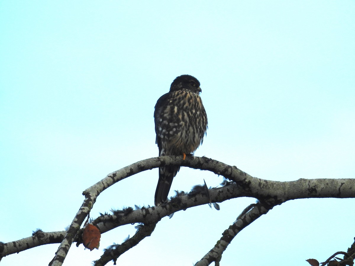 Esmerejón - ML644681488