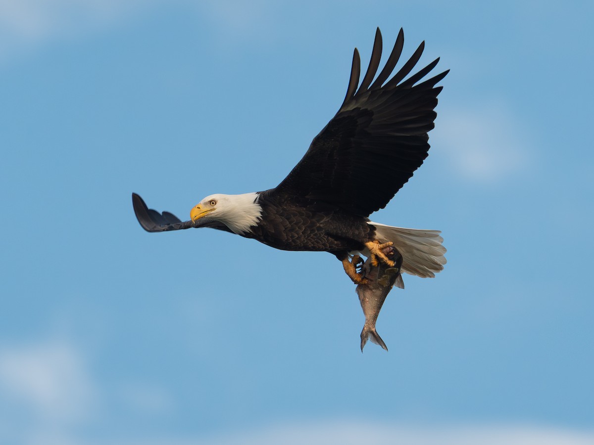 Pigargo Americano - ML644681489