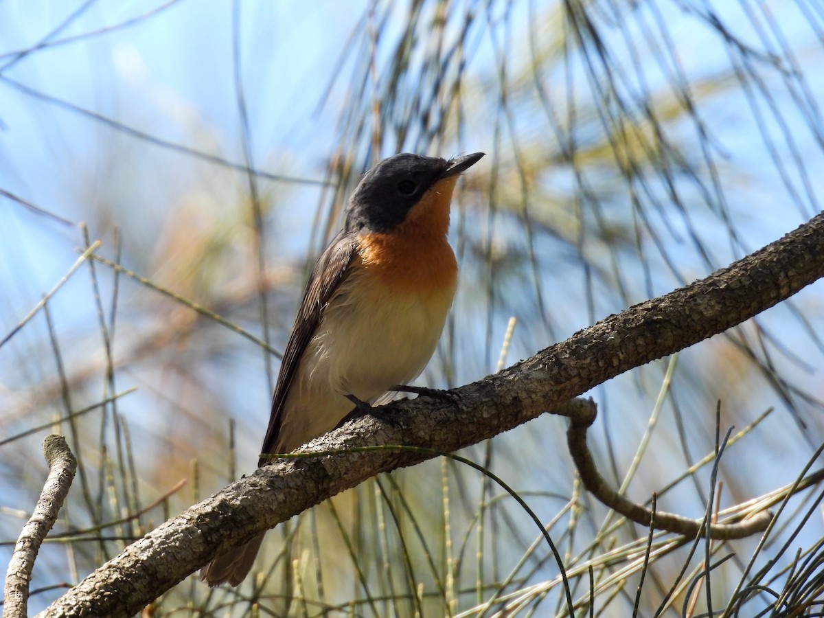 Monarca Plomizo - ML644681490