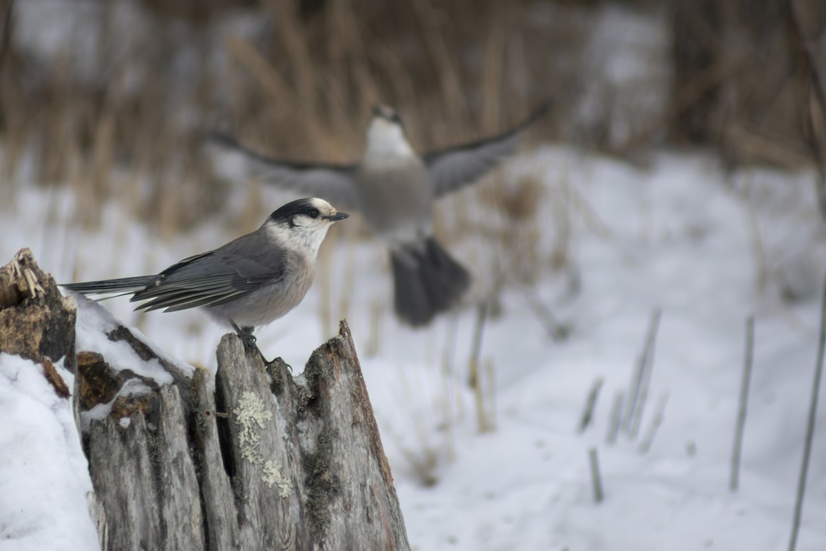 Arrendajo Canadiense (grupo canadensis) - ML644681491