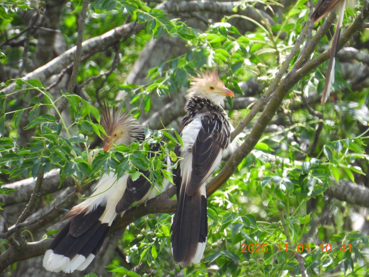 Pirincho - ML644681492