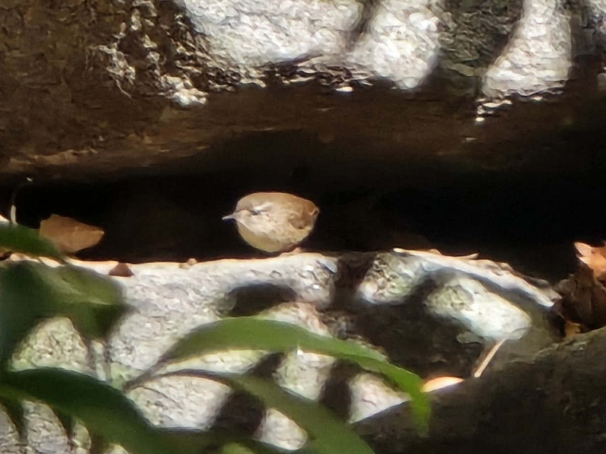 Cucarachero de Carolina - ML644681493