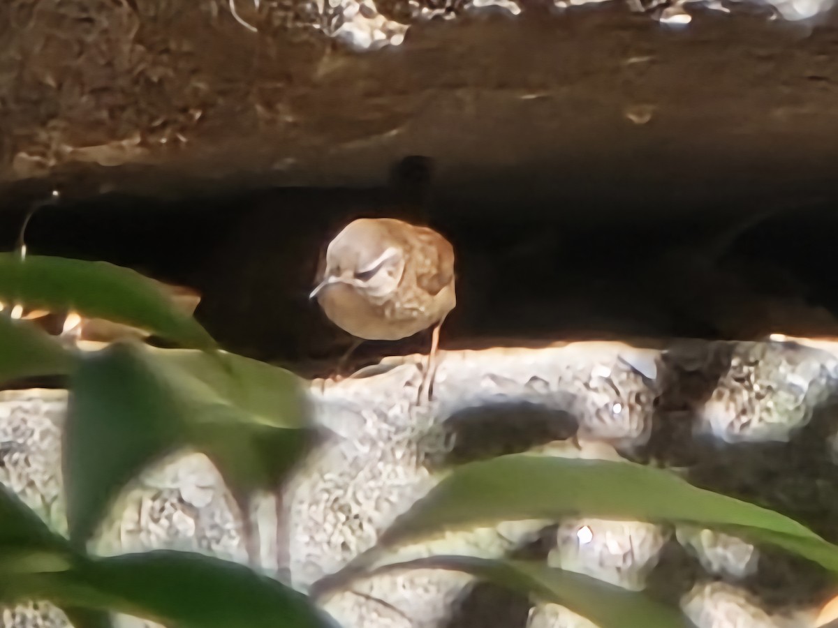 Carolina Wren - ML644681494