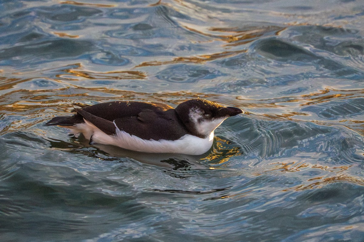 Alca Común - ML644681500