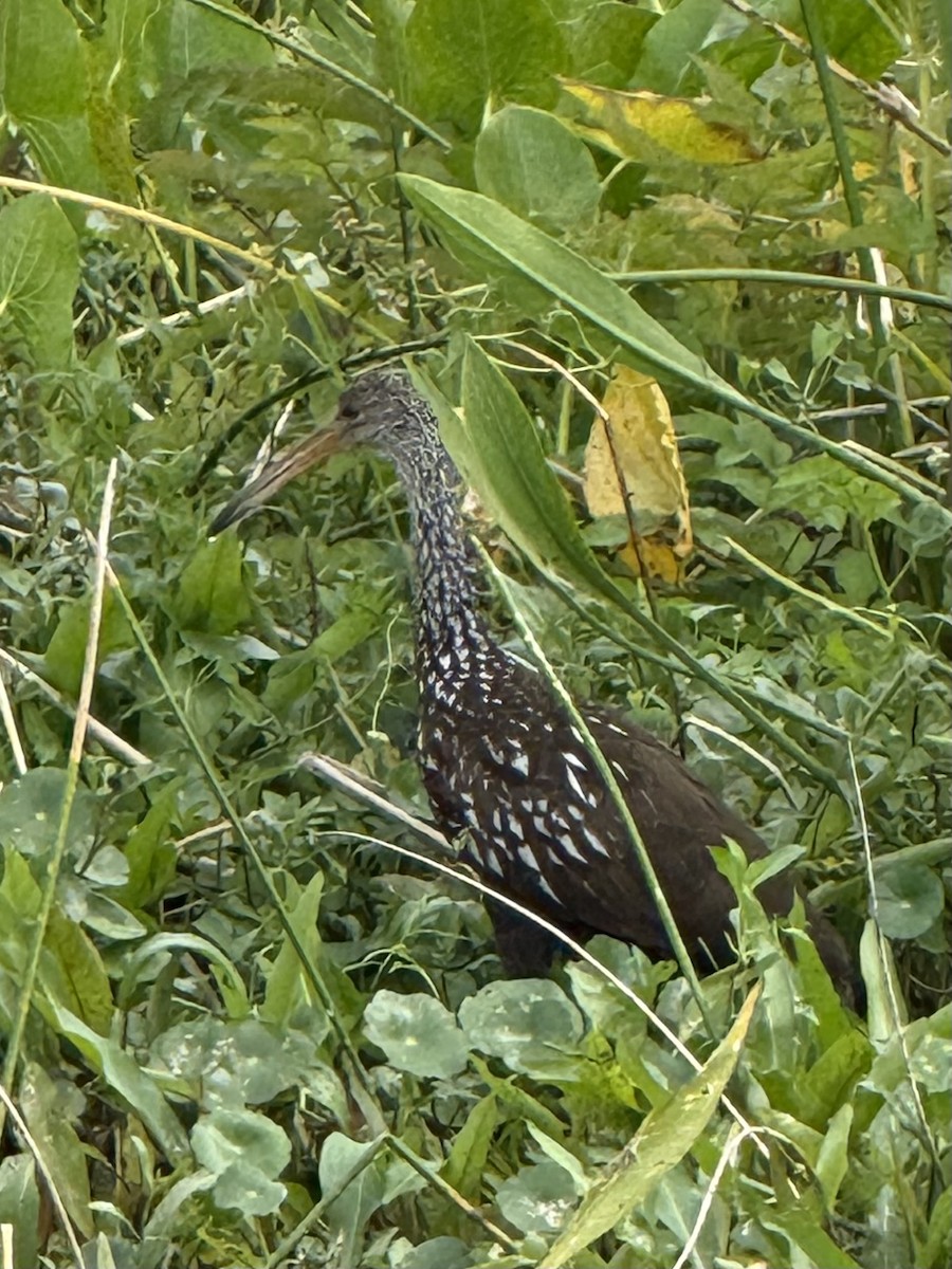 Limpkin - ML644681501