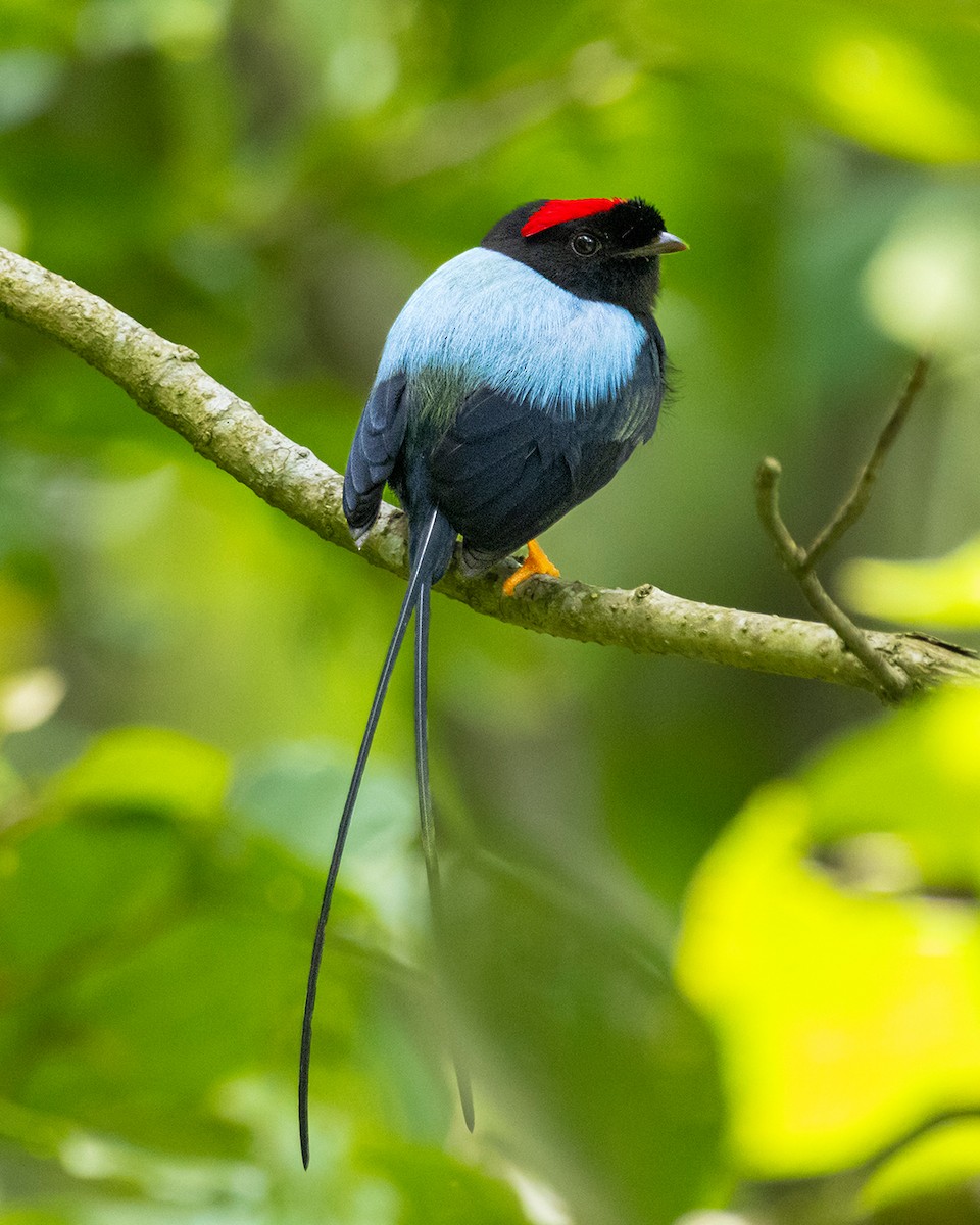 Saltarín Colilargo - ML644681502