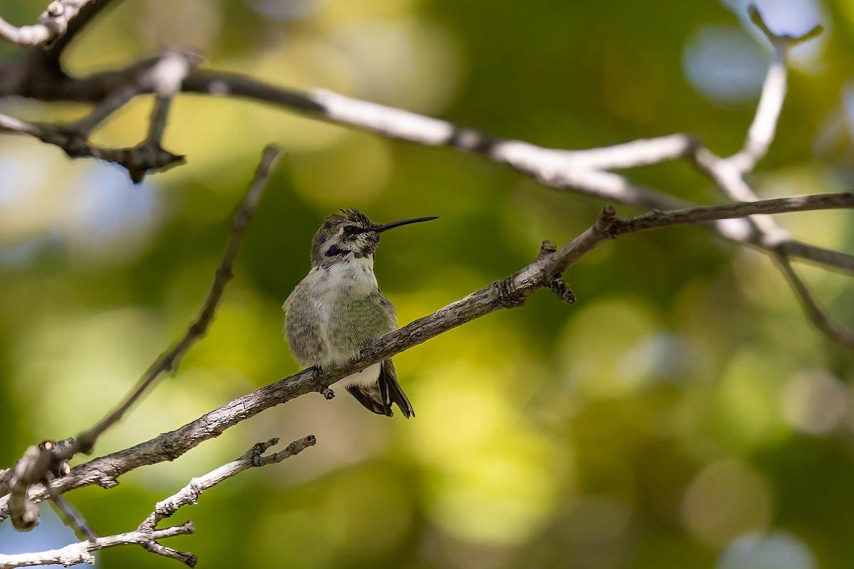 Costa's Hummingbird - ML644681504