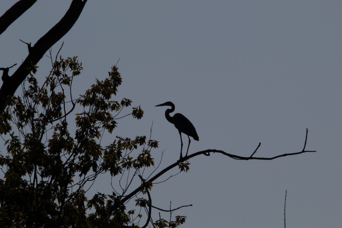 Garza Azulada - ML644681505