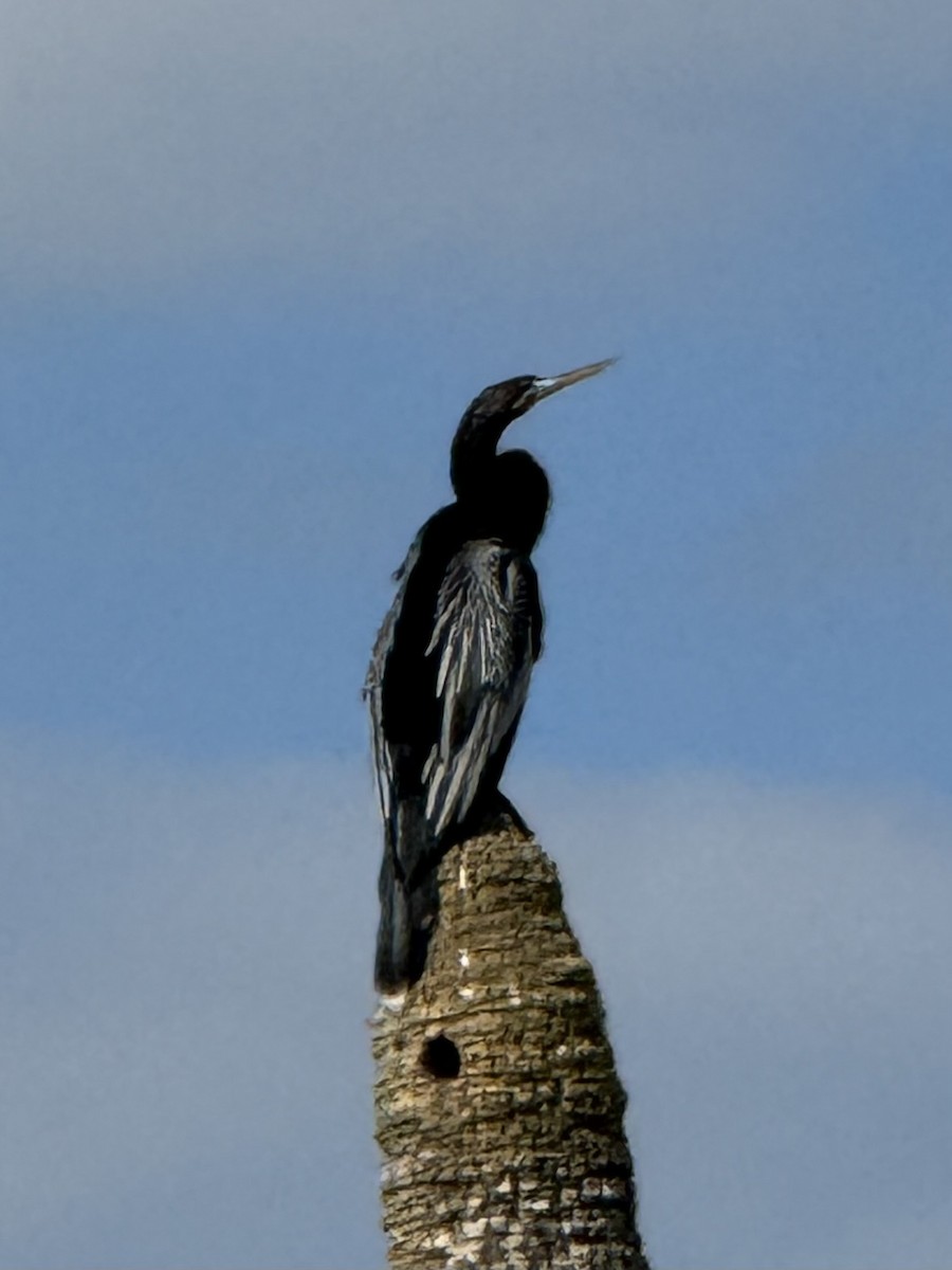 Anhinga - ML644681517