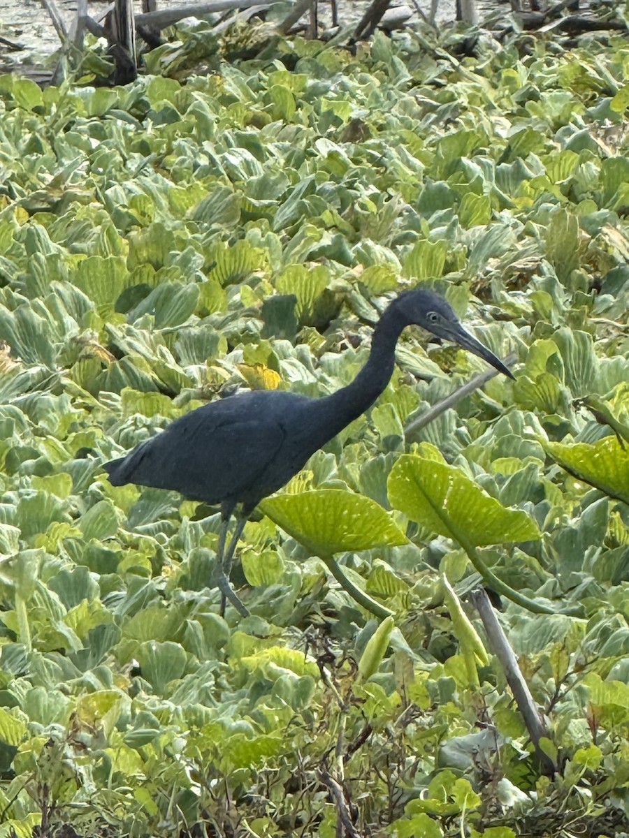Little Blue Heron - ML644681520
