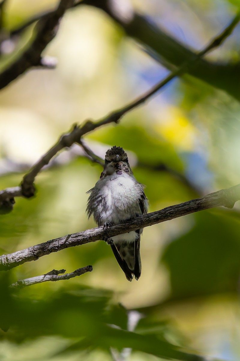 Costa's Hummingbird - ML644681522