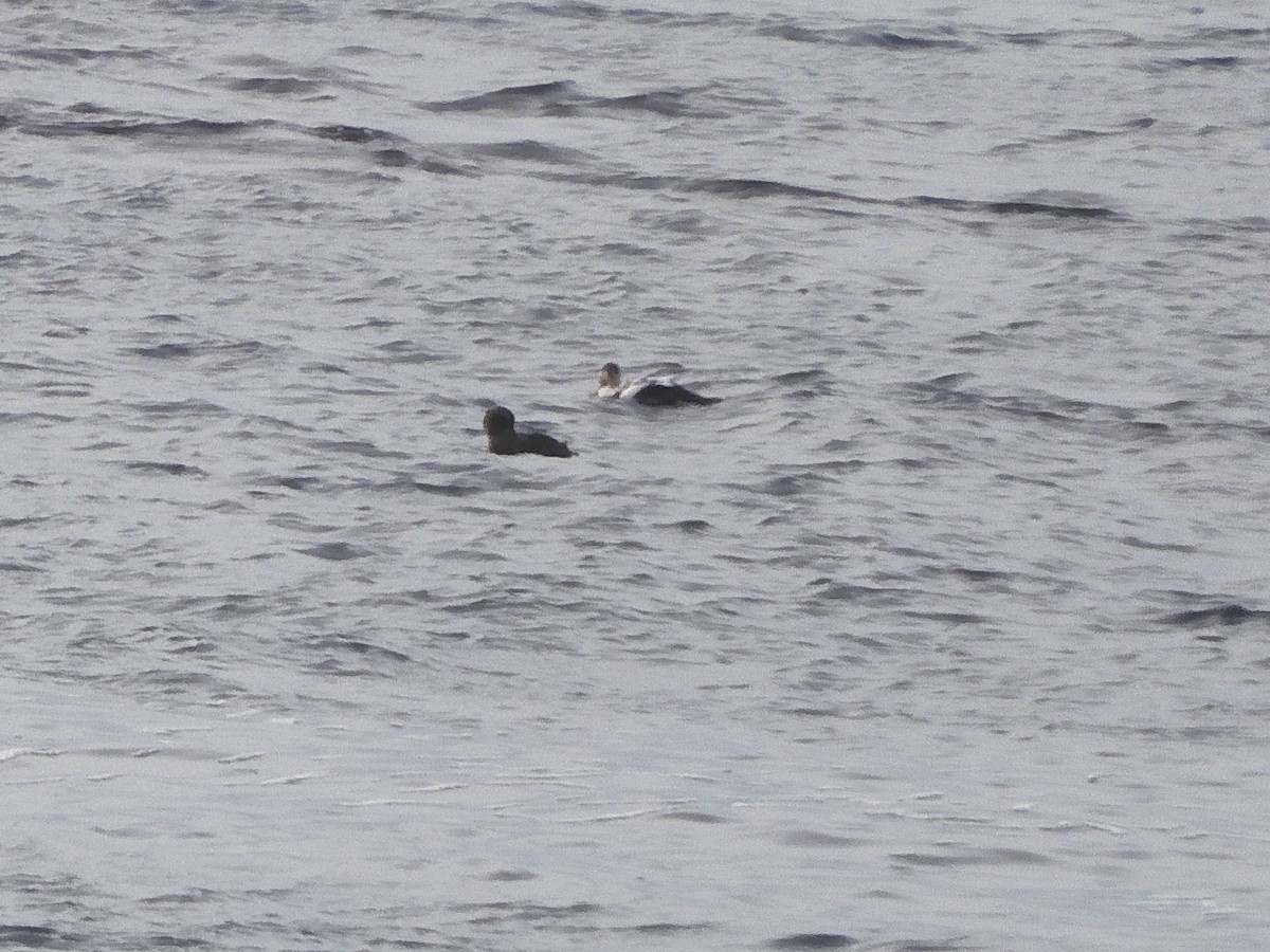 kajka mořská - ML644681523