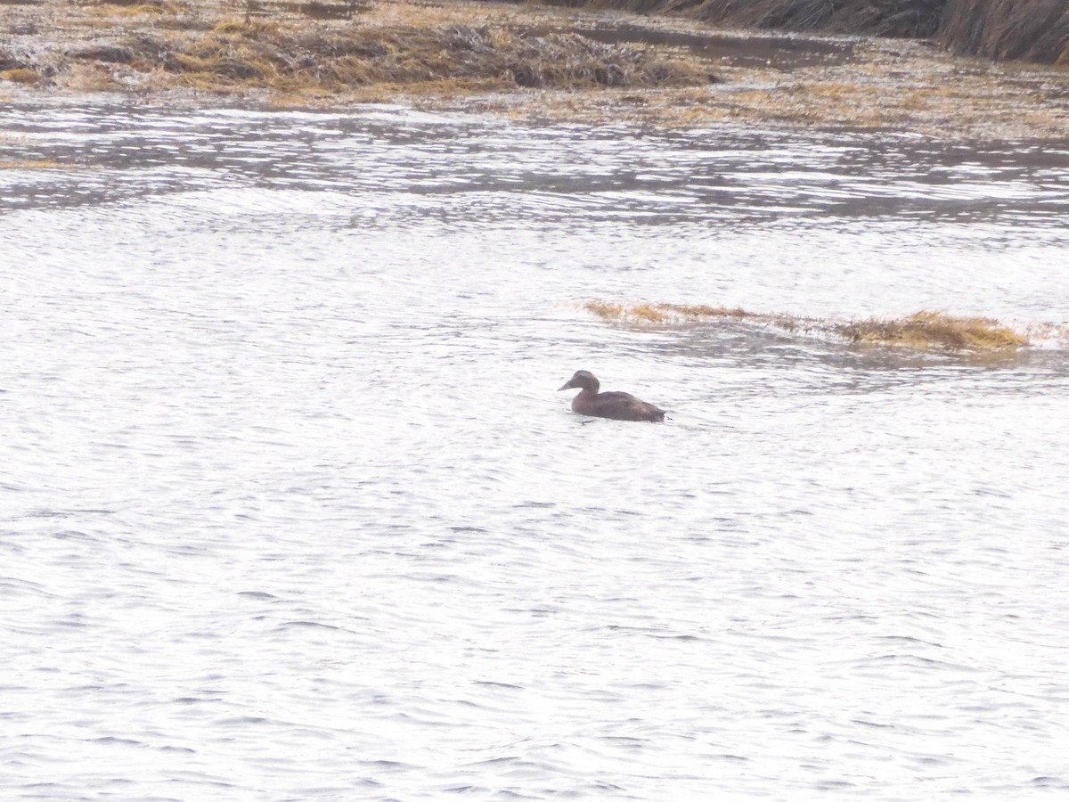 kajka mořská - ML644681524