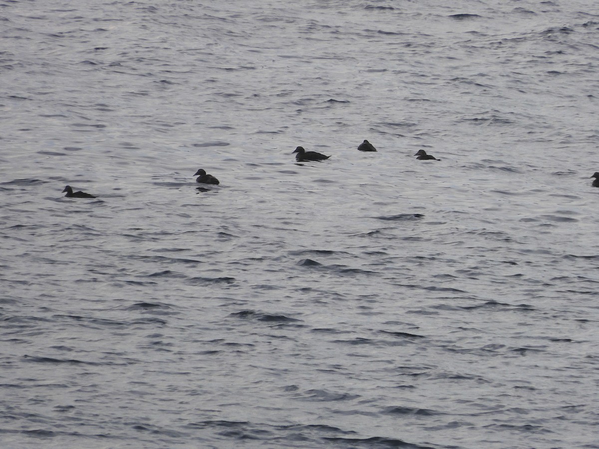 kajka mořská - ML644681525