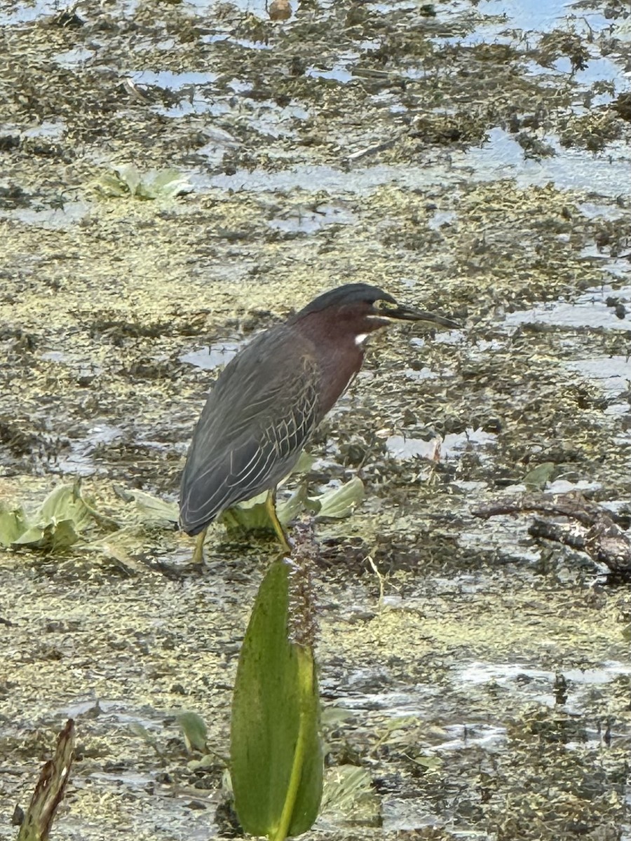 Green Heron - ML644681528