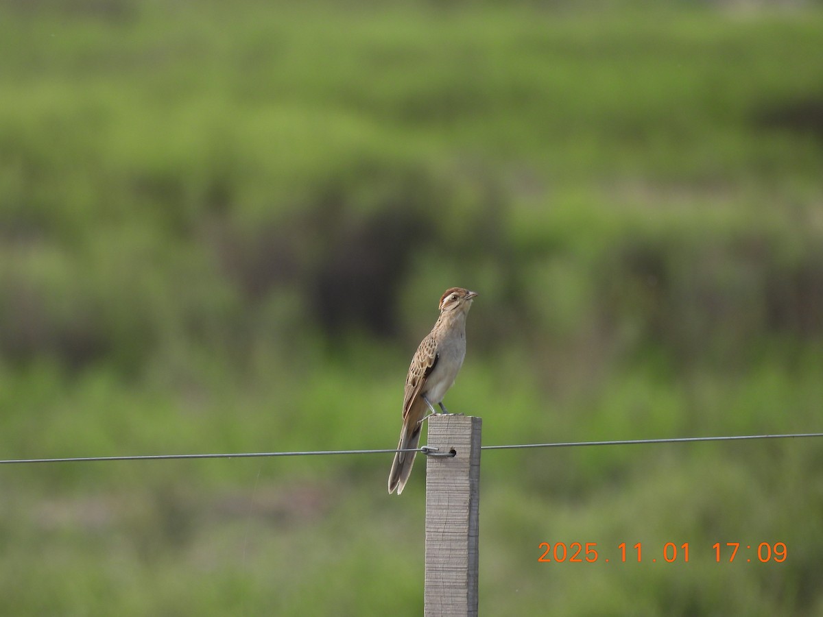 セスジカッコウ - ML644681534