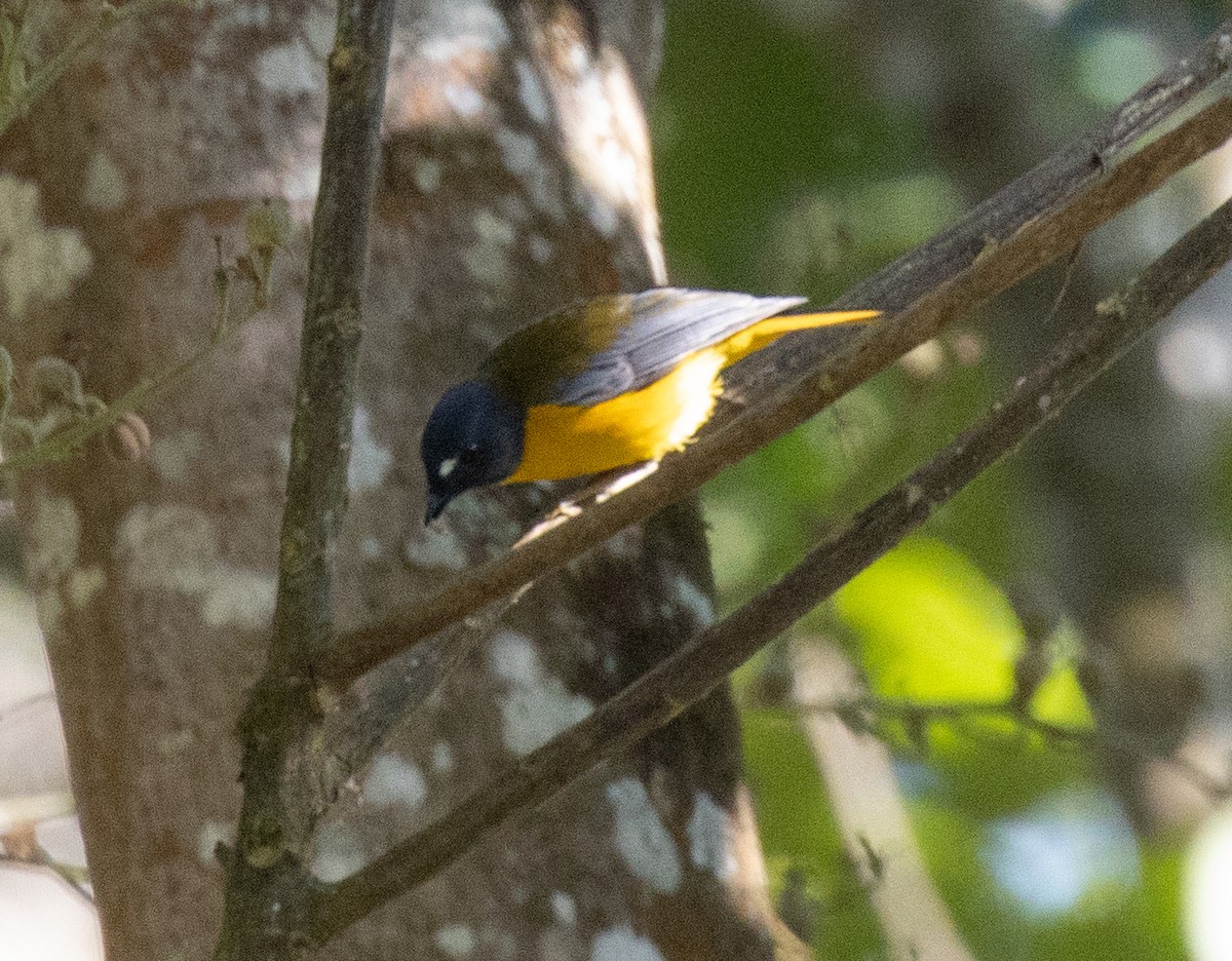 シラボシヤブコマ - ML644681536