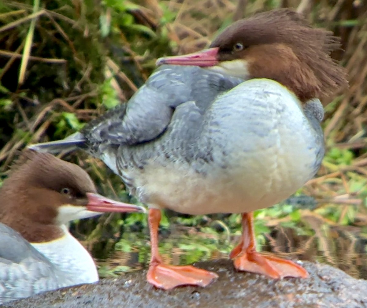 カワアイサ - ML644681537