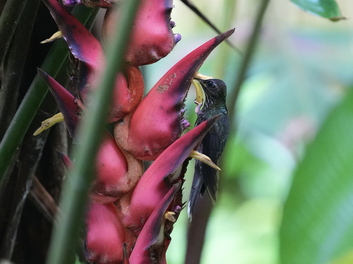 カマハシハチドリ - ML644681540