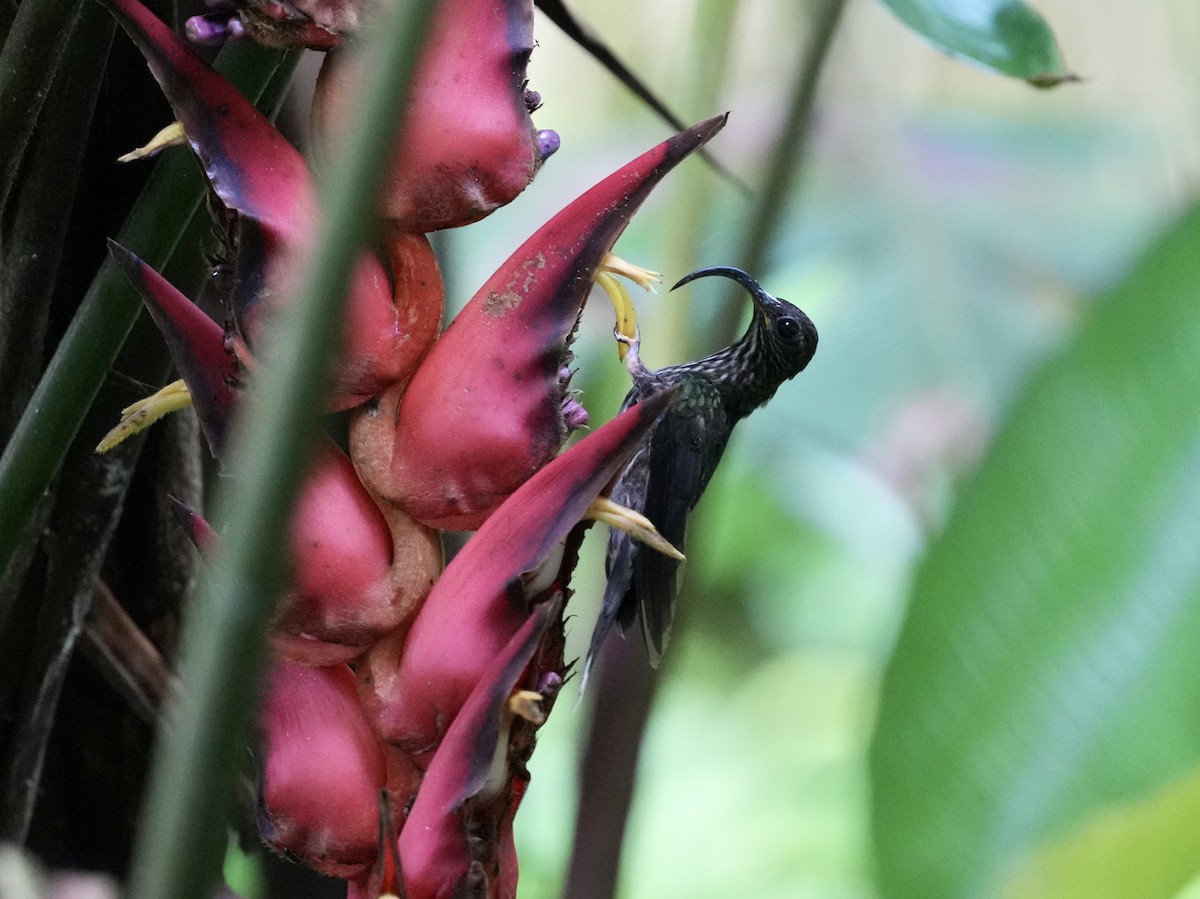 カマハシハチドリ - ML644681541