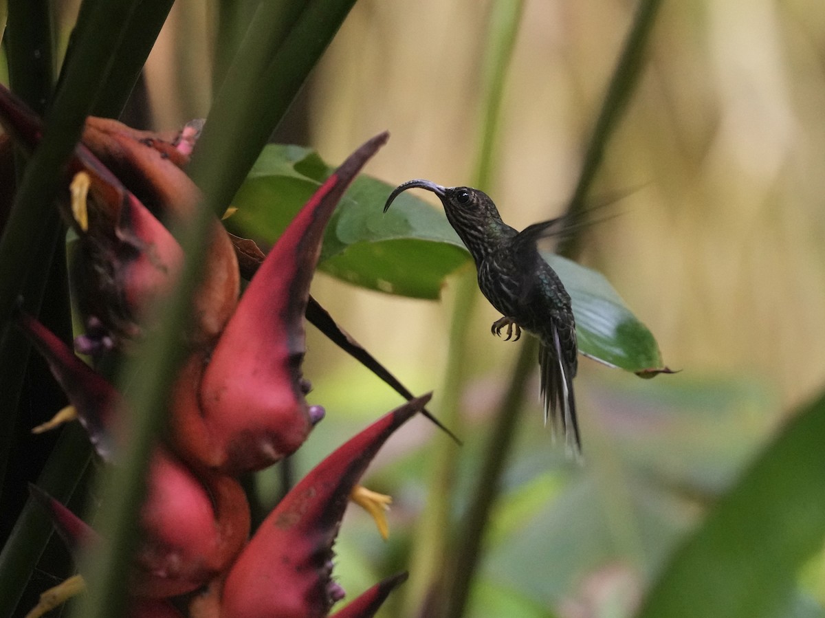 カマハシハチドリ - ML644681542
