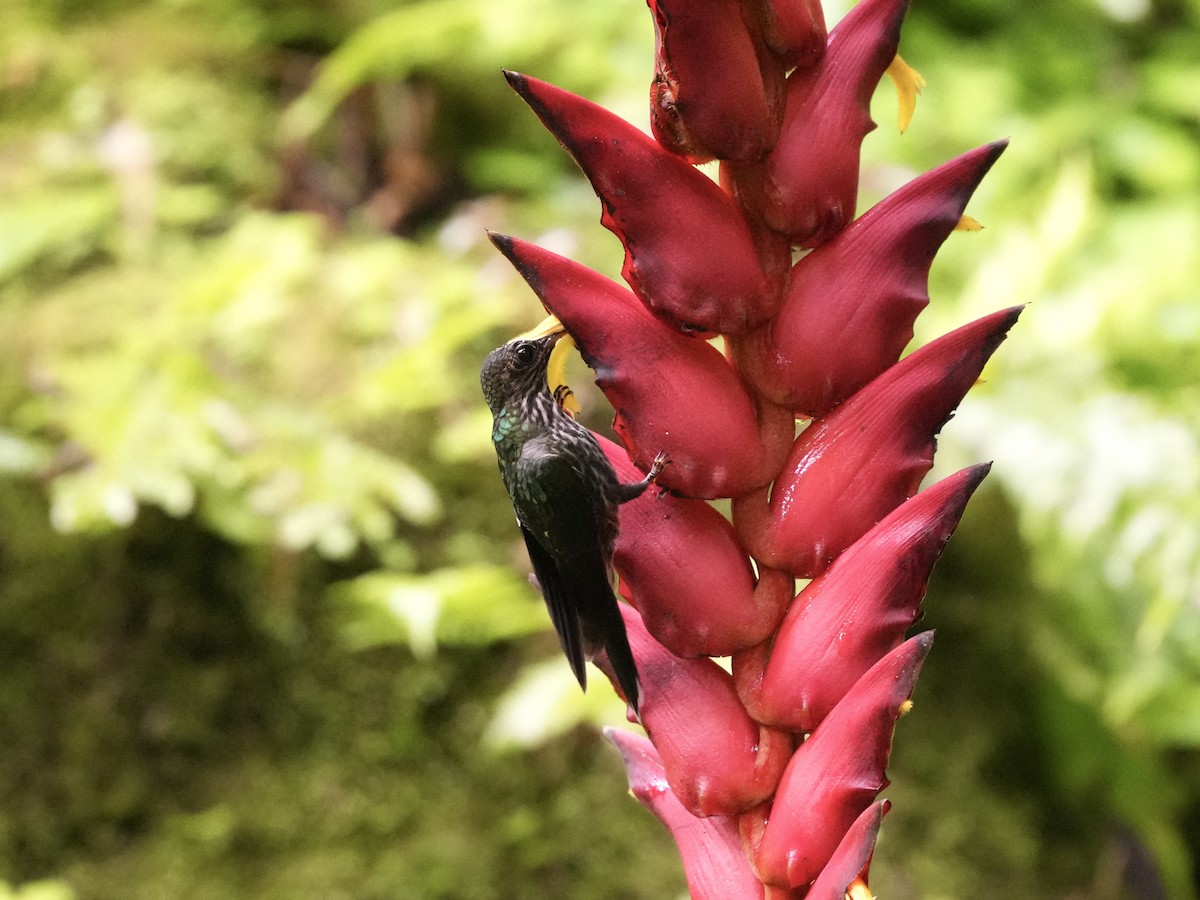 カマハシハチドリ - ML644681543