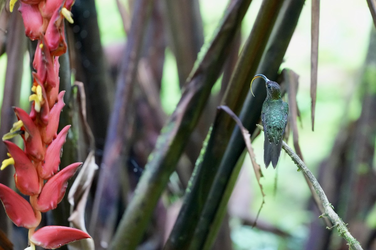 カマハシハチドリ - ML644681544